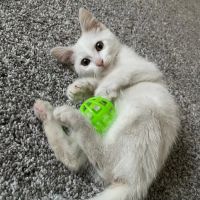 Animal Care Center of Shorewood ico