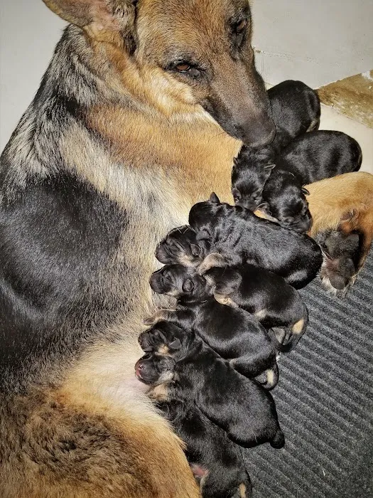 Florida German Shepherd Puppies 12