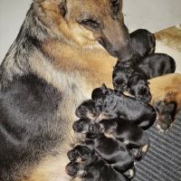 Florida German Shepherd Puppies ico