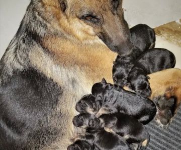 Florida German Shepherd Puppies