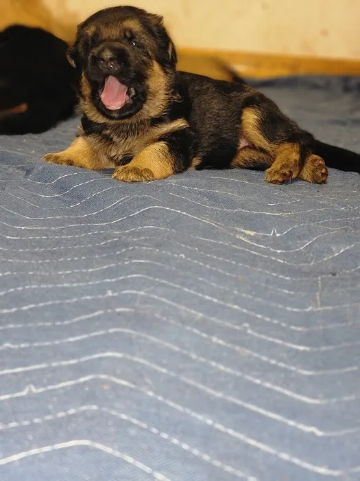 Florida German Shepherd Puppies 12