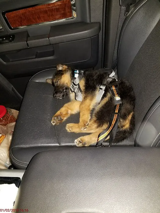 Florida German Shepherd Puppies 12