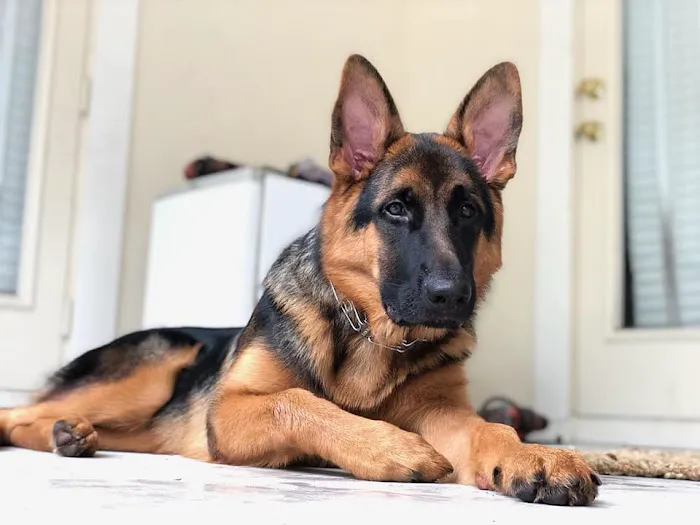 Florida German Shepherd Puppies 12