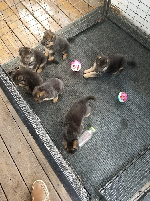 Florida German Shepherd Puppies 12
