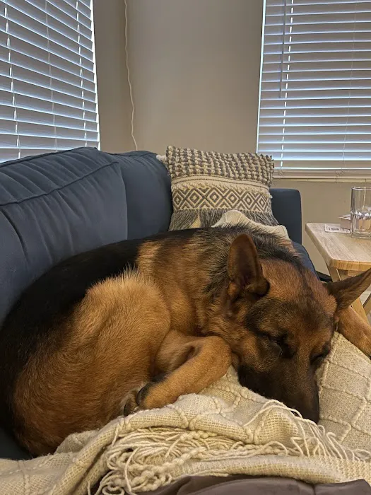 Florida German Shepherd Puppies 12