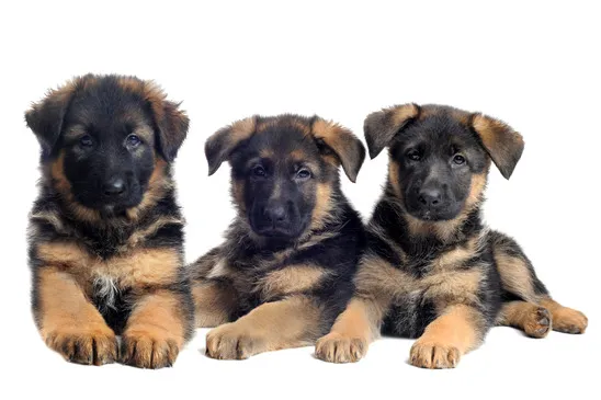 Florida German Shepherd Puppies 12