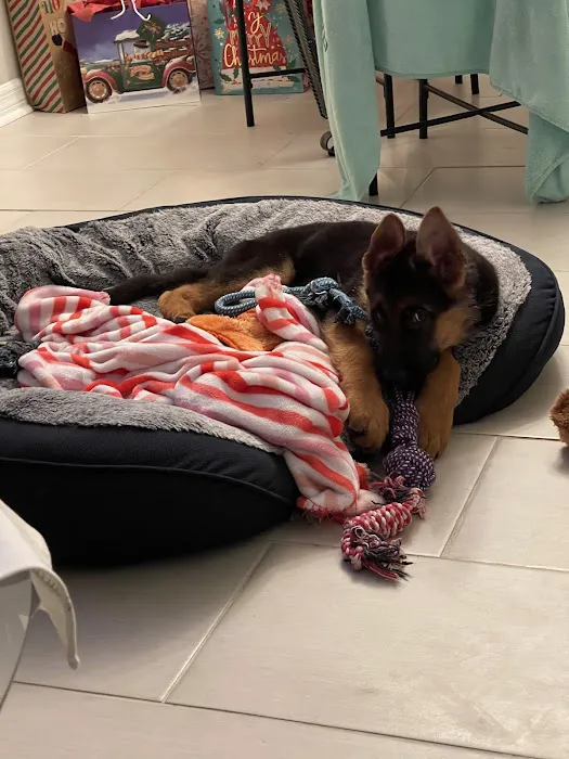Florida German Shepherd Puppies 12