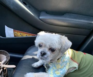 Woof Gang Bakery & Grooming Windermere