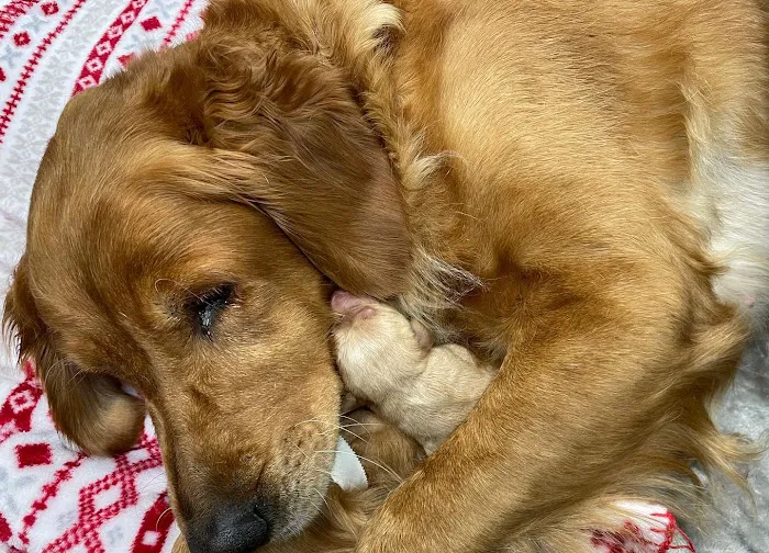 Rusty Ridge Animal Center - Veterinary Hospital & Luxury Pet Lodging/Daycare 8