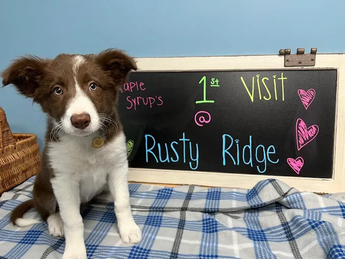 Rusty Ridge Animal Center - Veterinary Hospital & Luxury Pet Lodging/Daycare 2
