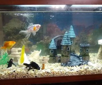 Sea Life Aquarium Services