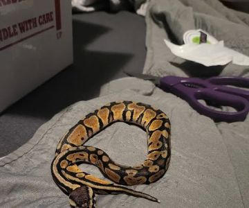 Imperial Reptiles & Exotics