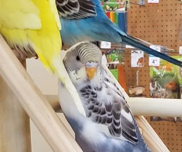 Petco