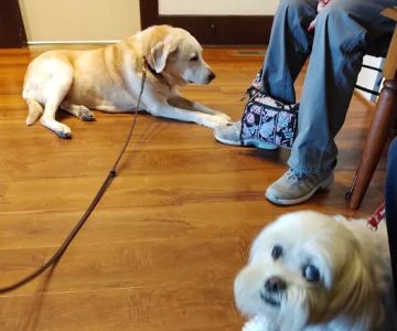 Pets Aloud Veterinary Services