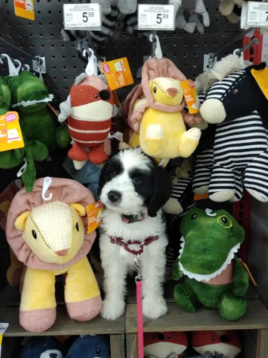 Petco 12