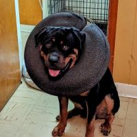 Blue Cross Dog & Cat Hospital ico