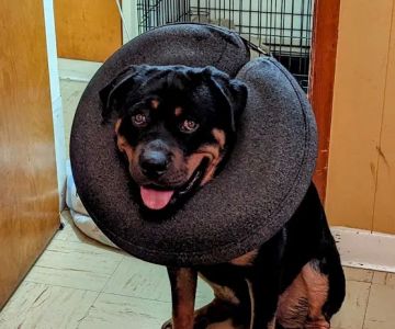 Blue Cross Dog & Cat Hospital