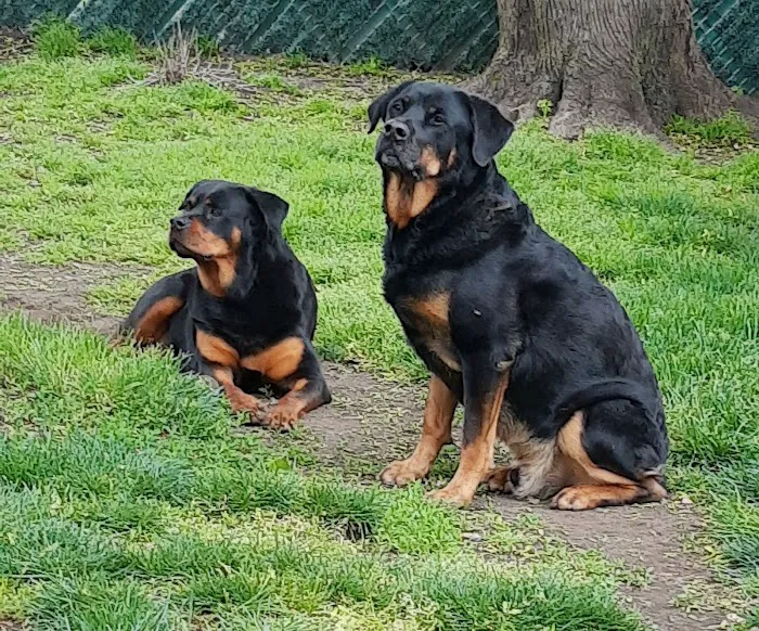 Blue Cross Dog & Cat Hospital 3