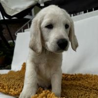 Sova Animal Hospital-Paterson ico