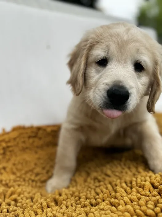 Sova Animal Hospital-Paterson 2