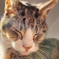 Meisels Animal Hospital ico