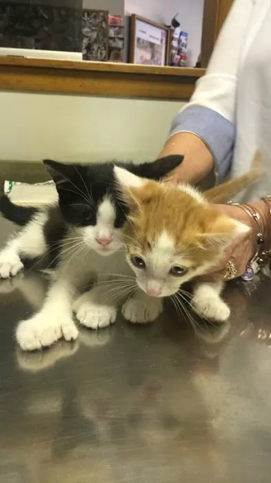 Clifton Dog & Cat Hospital 9