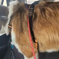 Healing Paws Veterinary Care ico