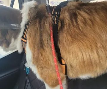 Healing Paws Veterinary Care