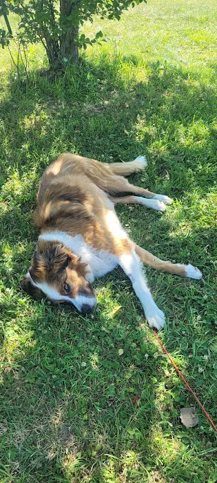 Healing Paws Veterinary Care 2