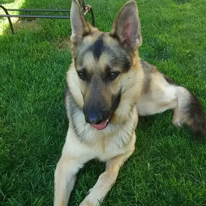 VCA Morris Plains Animal Hospital 10