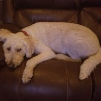 VCA Morris Plains Animal Hospital ico