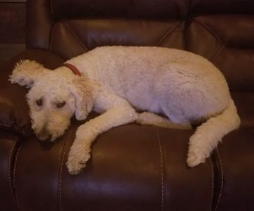 VCA Morris Plains Animal Hospital
