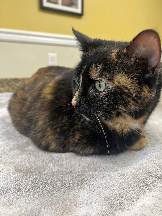 VCA Morris Plains Animal Hospital 9