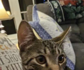 PetVet Vaccination Clinic