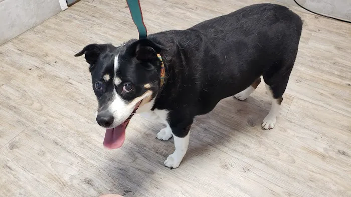 Rockaway Animal Hospital 5
