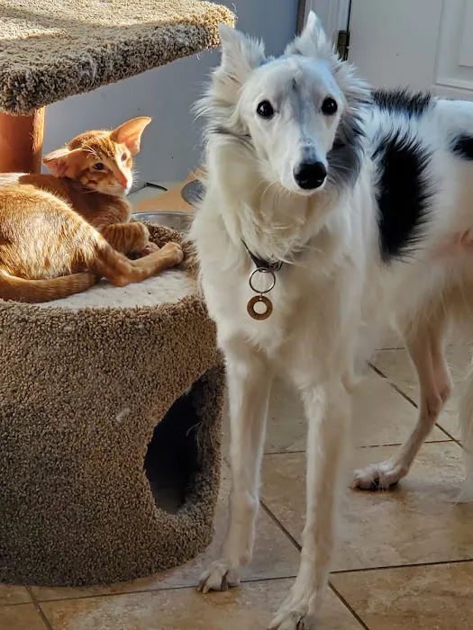Rockaway Animal Hospital 4
