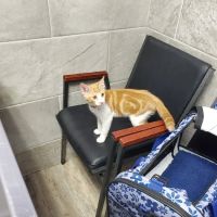 Rockaway Animal Hospital ico