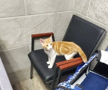 Rockaway Animal Hospital