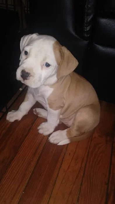 Livingston Animal Hospital 6