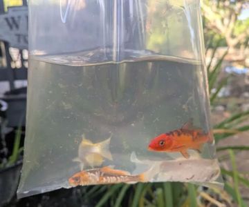 Bonsai Koi Ponds