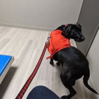 Veterinary Center of Morris County at Florham Park ico