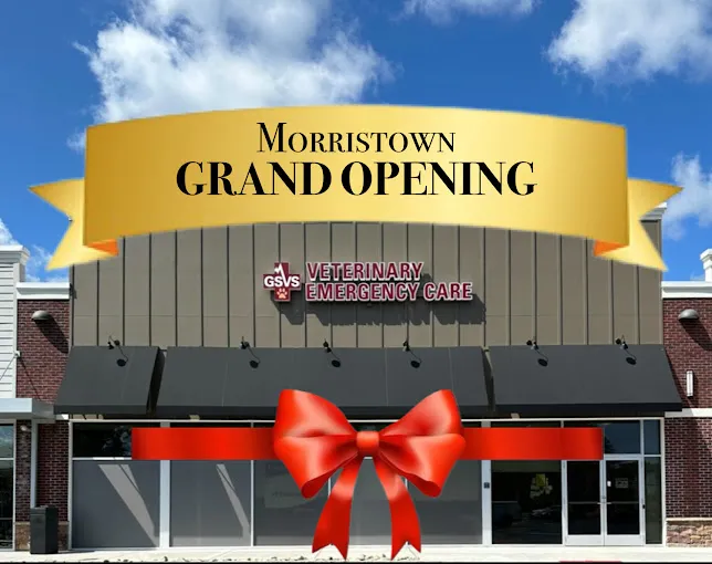GSVS Veterinary Emergency Care Morristown 1