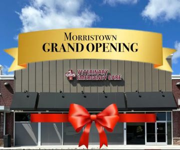 GSVS Veterinary Emergency Care Morristown