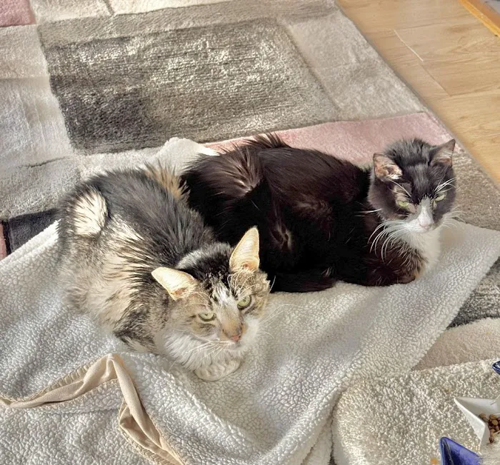 Feline Health Center 6
