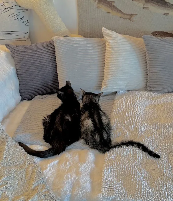 Feline Health Center 1