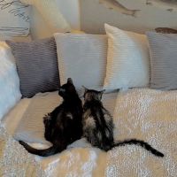 Feline Health Center ico