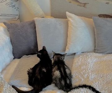Feline Health Center
