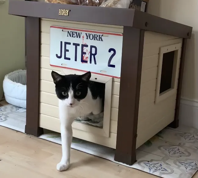 Feline Health Center 4