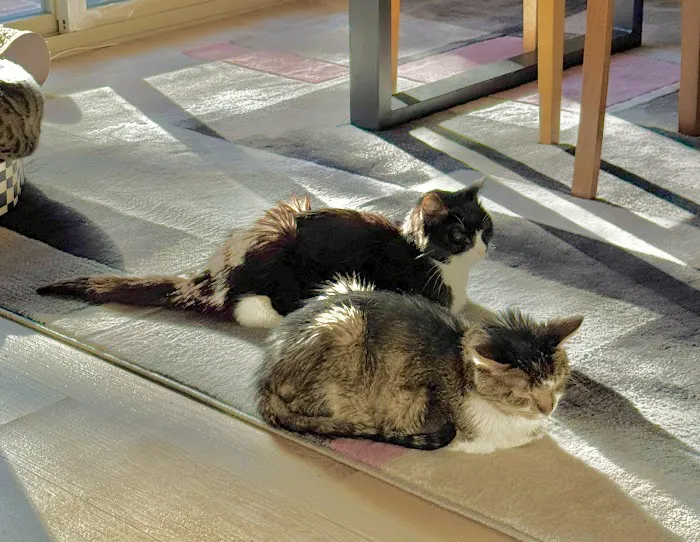 Feline Health Center 5