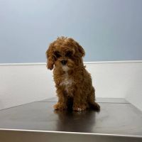 The Town Vets ico